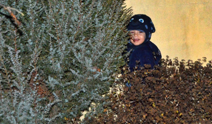 Karácsonyfa állítás Mogyorós 2024